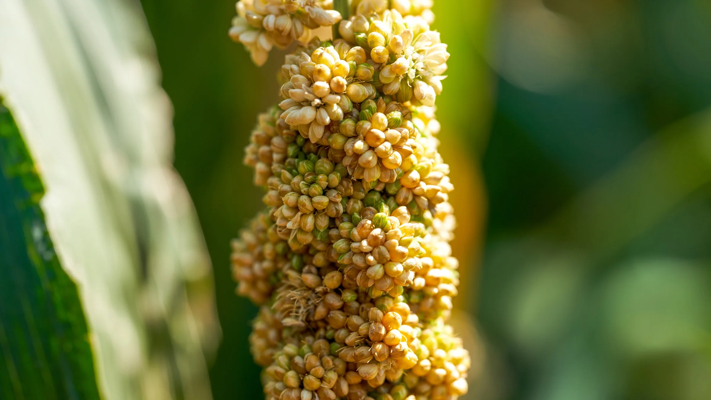 Close-up of millet grain on stalk. 