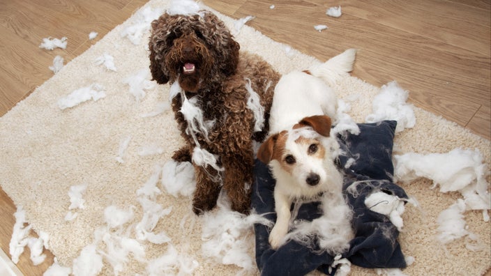 The Importance of Keeping Dogs Busy