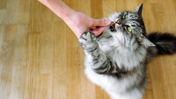 cat: feeding cat a treat 1662761191
