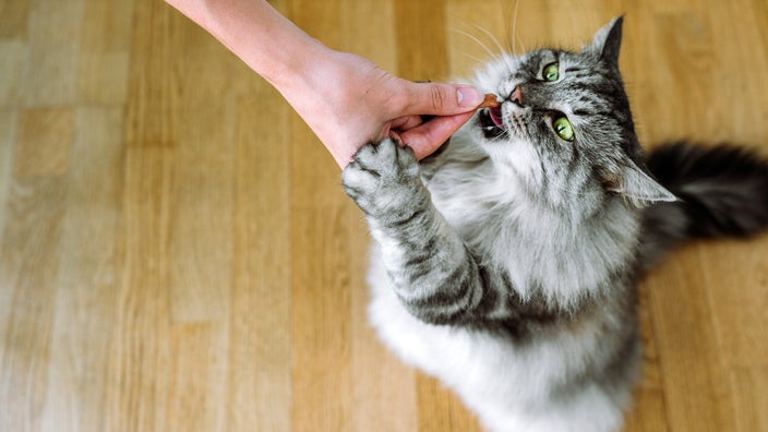 A cat enjoys a treat.
