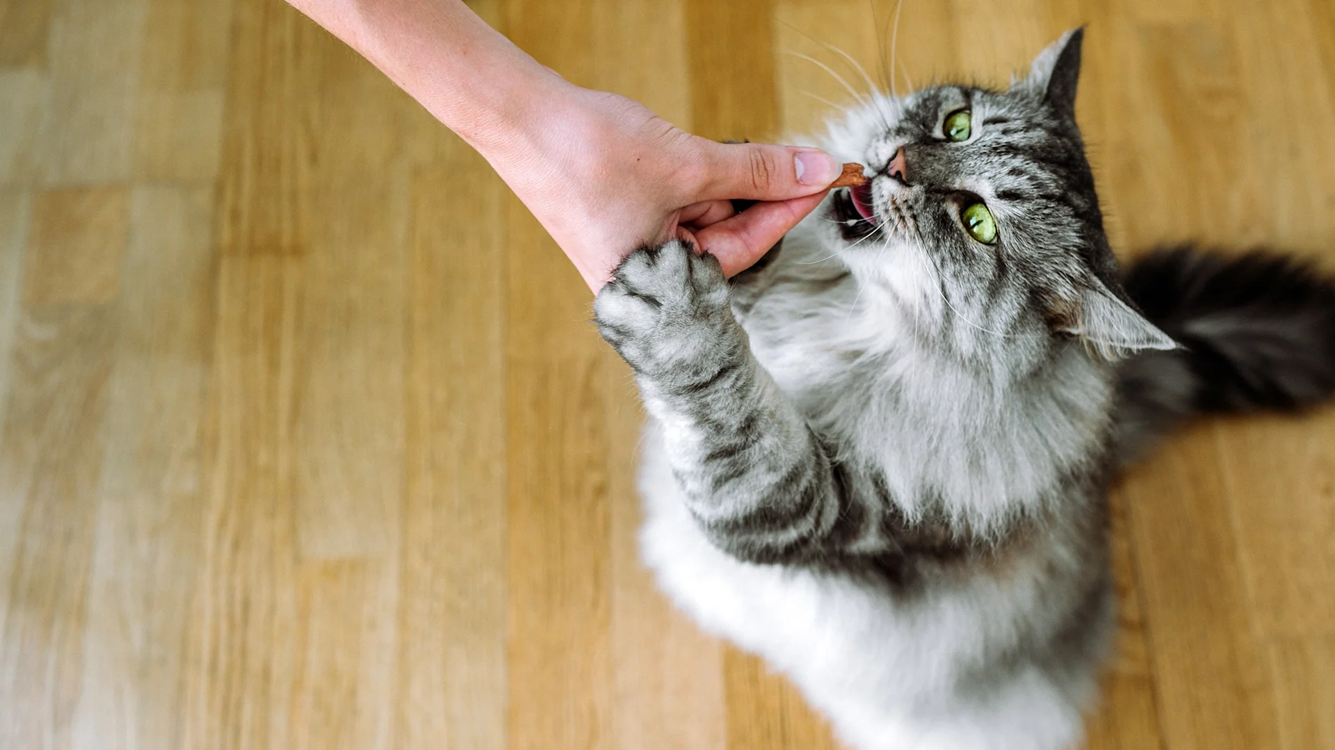 Capstar (Nitenpyram) for Cats Uses, Dosage, Side Effects GoodRx