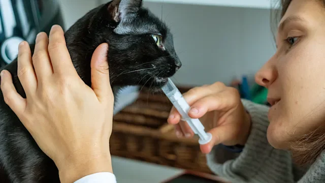 Methimazole for Hyperthyroidism in Cats: What to Expect