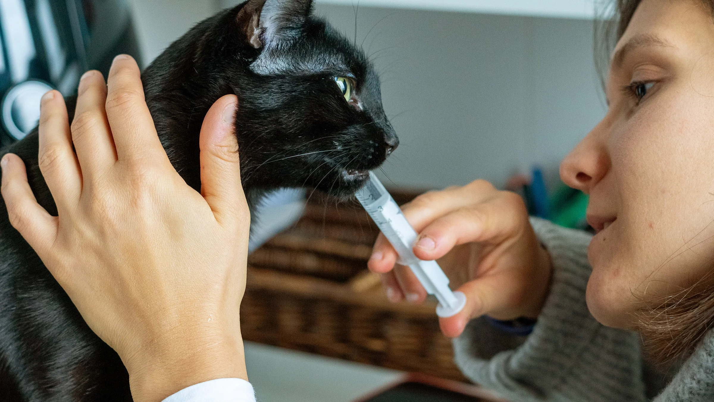 Close-up of a vet giving a black cat medicine with a syringe through mouth.