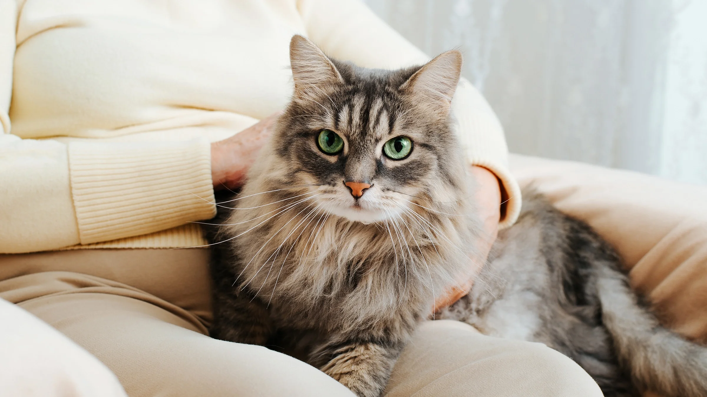 Close-up of a beautiful long-haired cat with bright green eyes sitting on its owner’s lap.