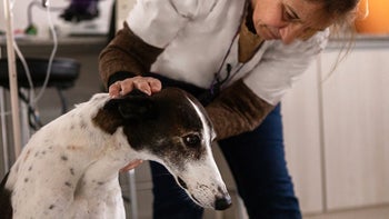dog: greyhound dog at vet appointment 2169528457