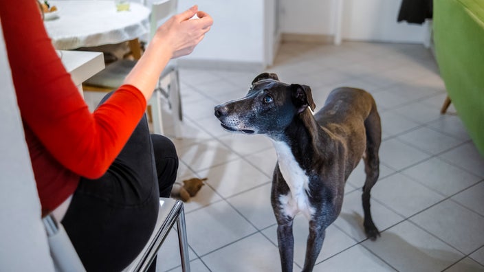An owner is giving a treat to their older dog.