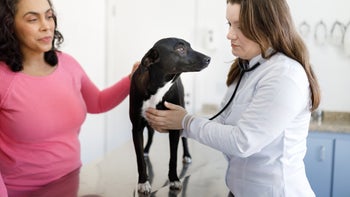 Dog: vet listening to dog heart 1400238151