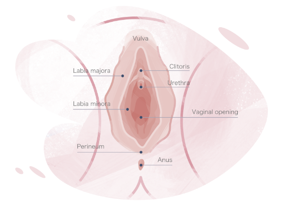 Vaginal anatomy chart. From top to bottom, the vulva, clitoris, labia majora, urethra, labia minora, vaginal opening, perineum, and anus are labeled.