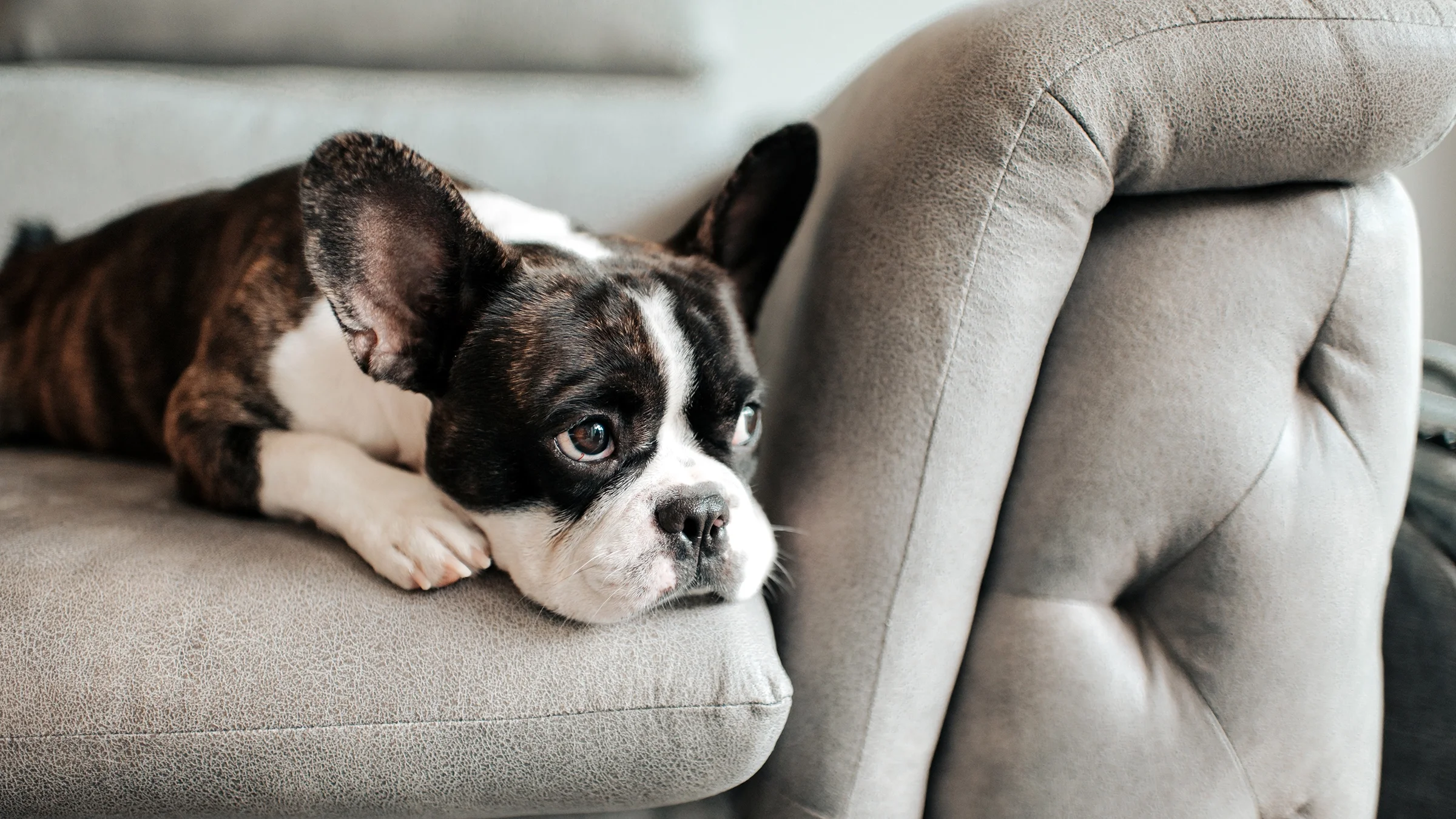 A French bulldog rests on a sofa.