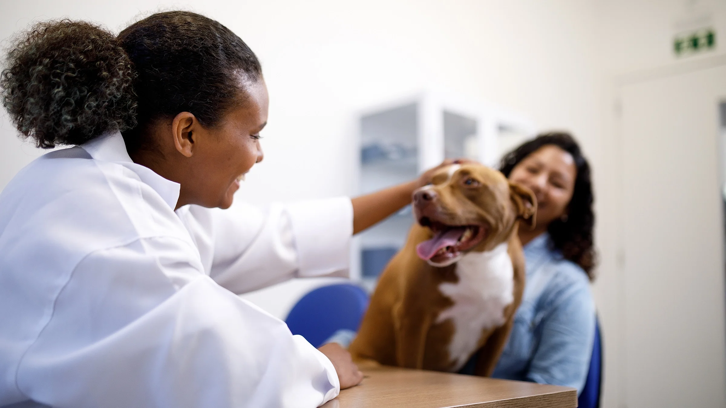 A veterinarian is petting a dog at an animal clinic.