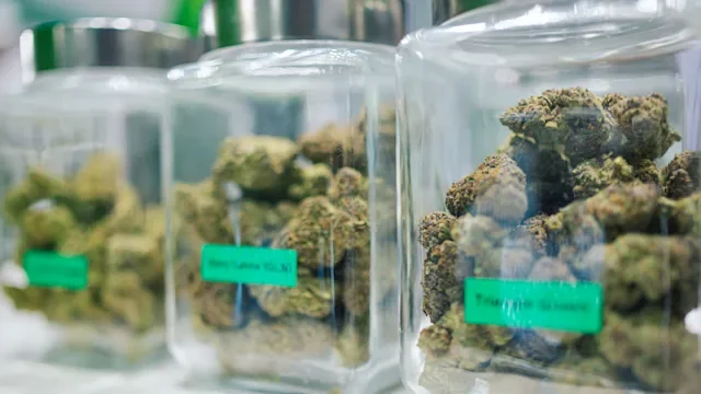 cannabis: cannabis flower in glass jars 2265690785