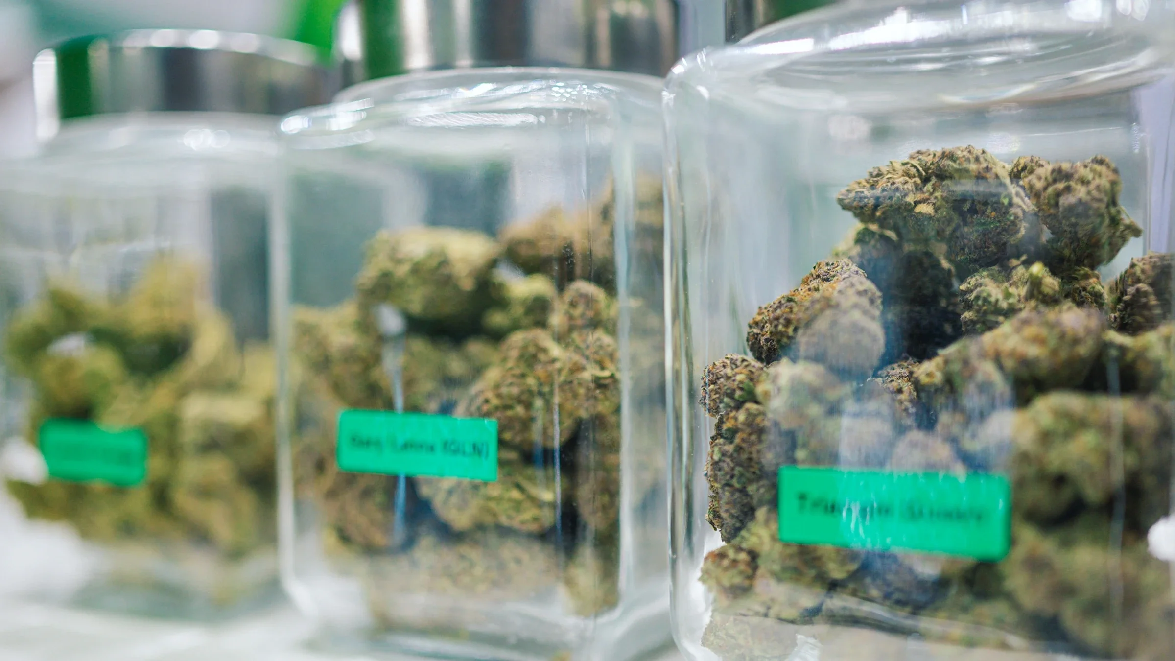 Glass jars containing cannabis are lined up on a shelf.