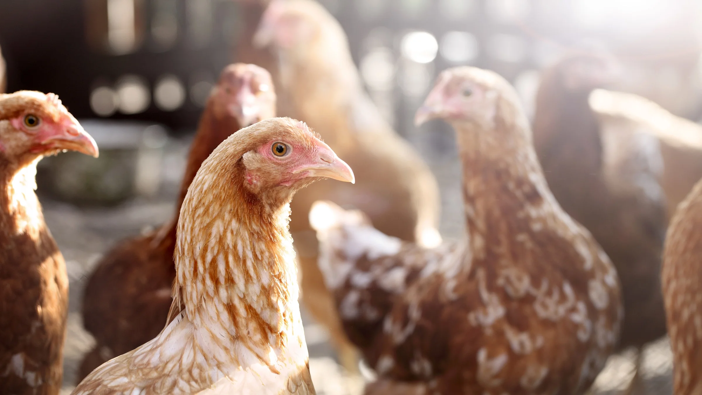 Red hens in a coop.