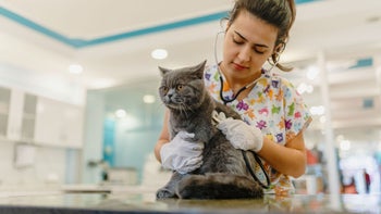 cat: vet cat examination 1196018963(2)