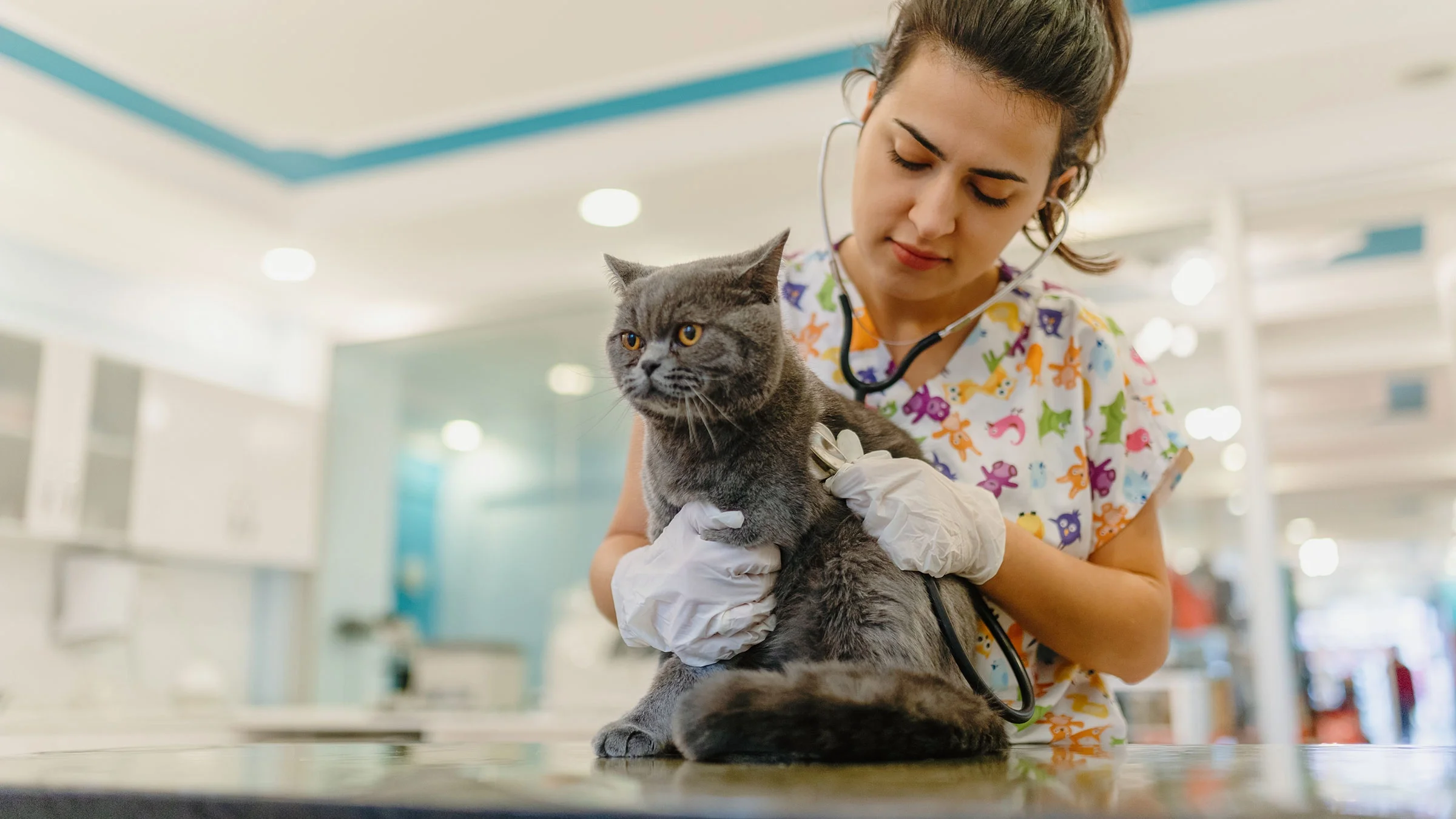 A veterinarian is examining a cat.