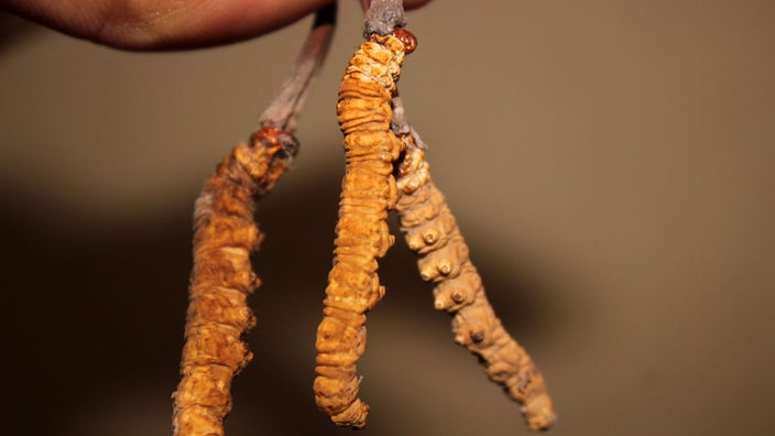 Cordyceps sinensis mushroom caps are shown.