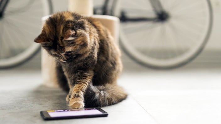 A cat is playing a game on a smartphone.
