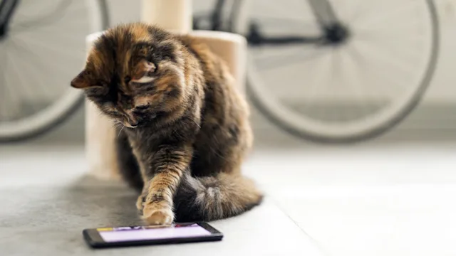 Cat: cat playing video game 907267154