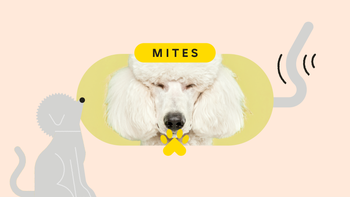 Patient Experiences: pet care special mites pet featured image