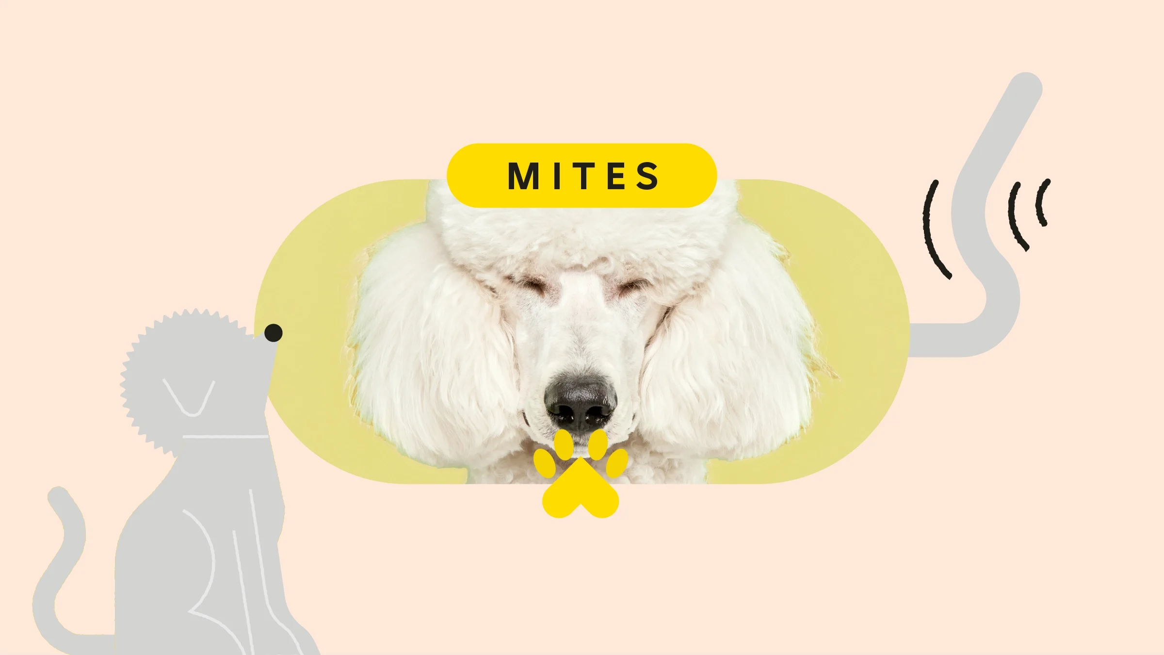 Tan background with oval-framed image of a poodle on a yellow background. On the bottom left is an illustration of a gray-white poodle. On the right is an illustration of a wagging tail. 