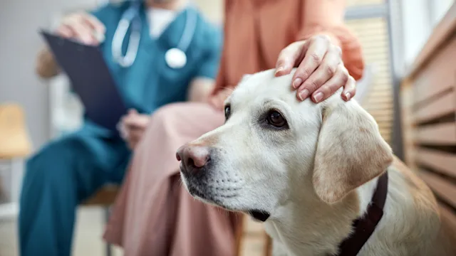 Pets: closeup owner petting labrador 1303833879