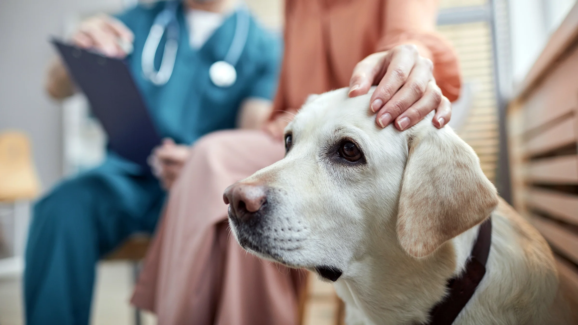 A close-up of a Labrador dog at the vet being pet on the head by their owner.