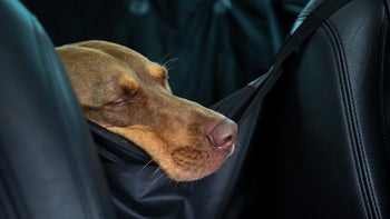 dog: dog sleeping in car 1034081678