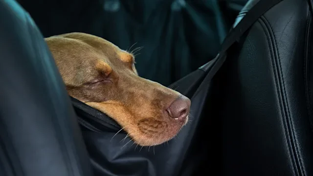 dog: dog sleeping in car 1034081678