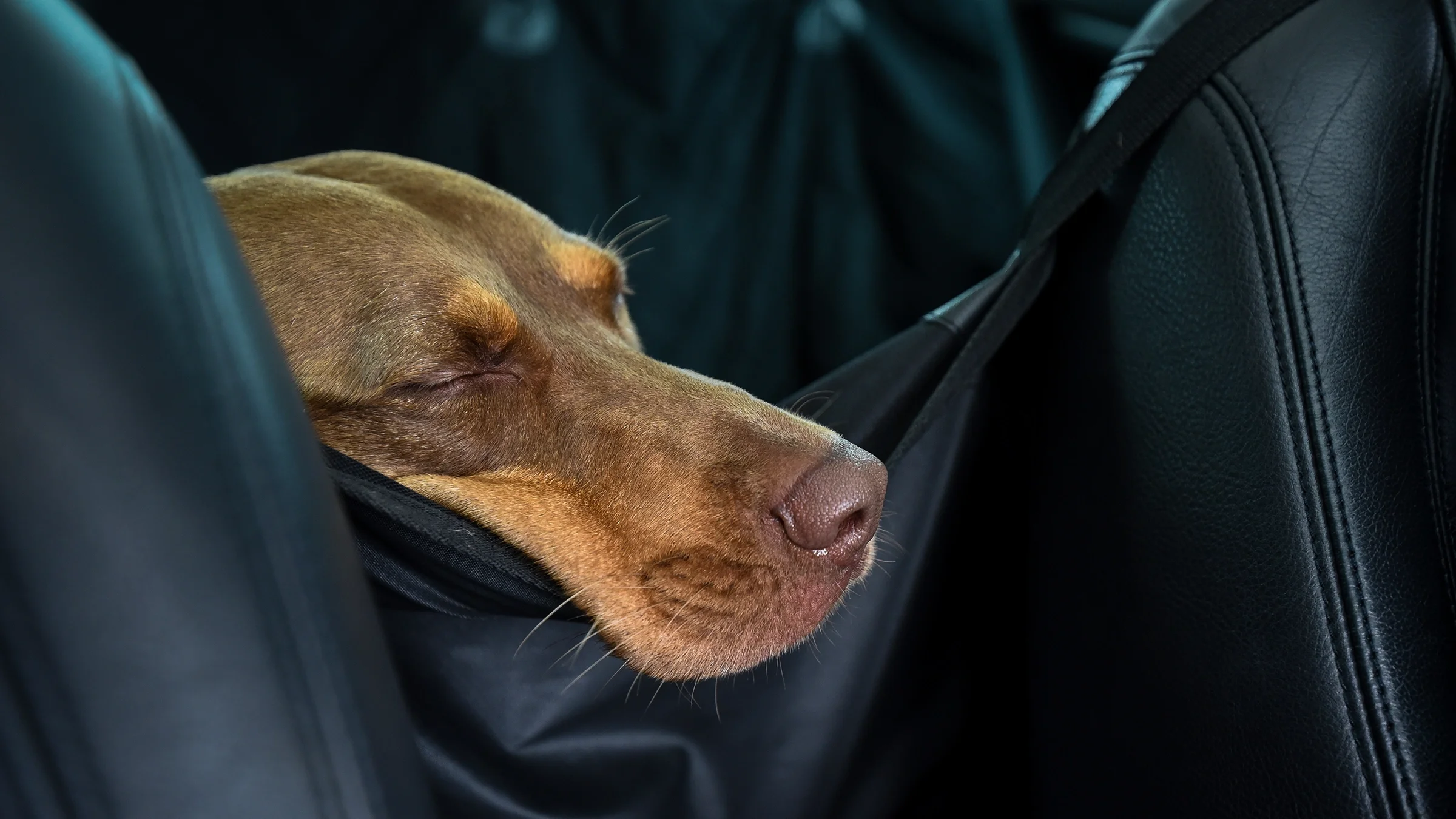 A dog sleeps in the back seat of a car.