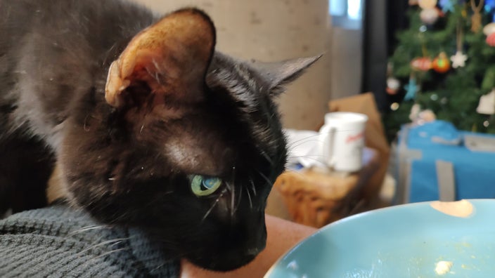 Kellie Gormly’s cat, G.G., is pictured in a snapshot.
