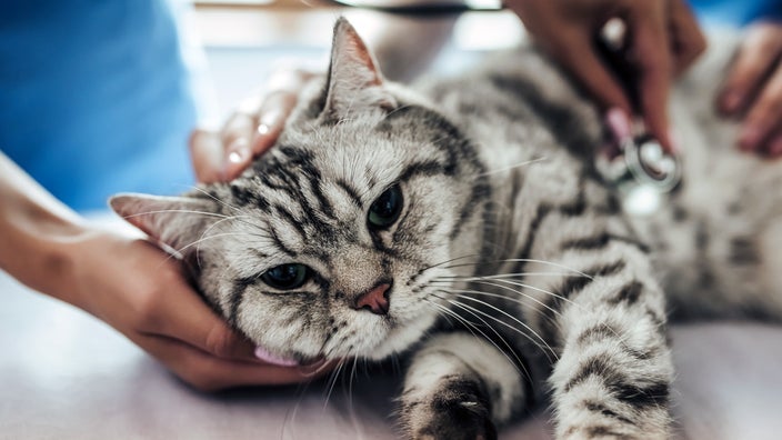 Cat at veterinarian check up