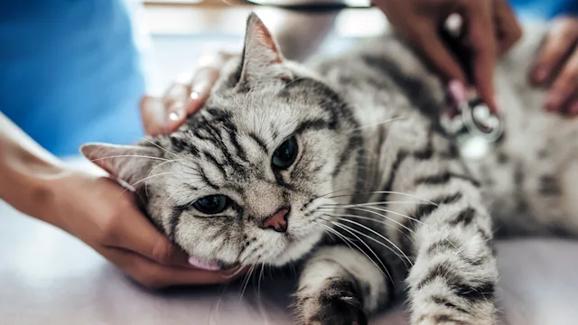 cat: cat at vet check up 879798256