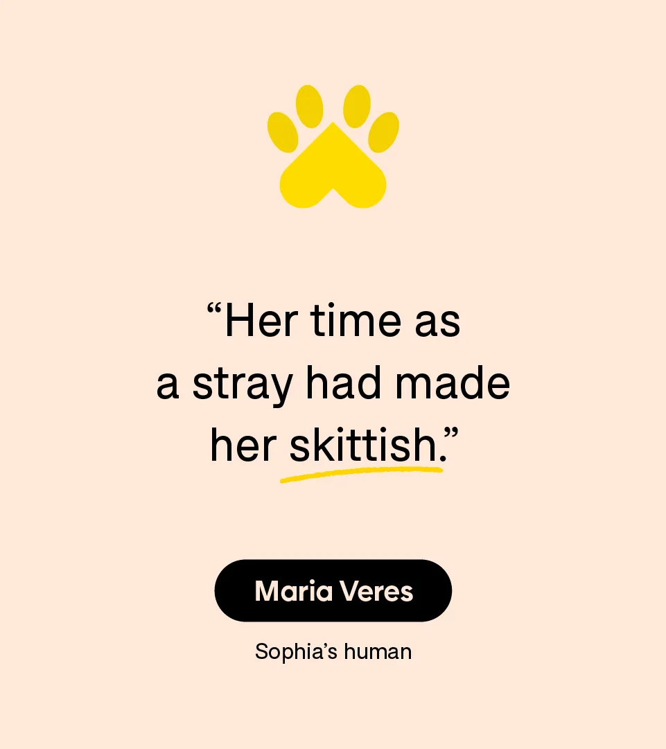 “Her time as a stray had made her skittish.” — Maria Veres, Sophia’s human