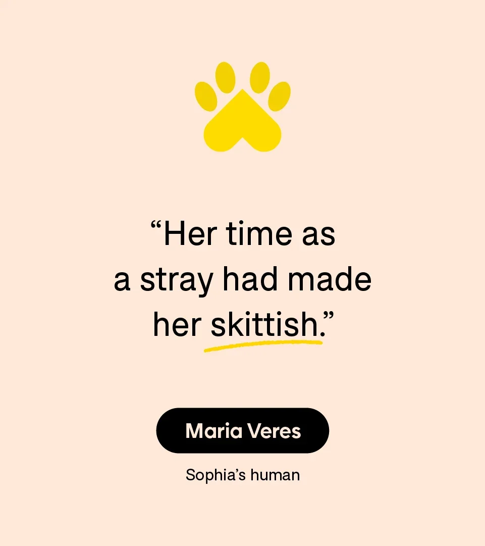 “Her time as a stray had made her skittish.” — Maria Veres, Sophia’s human