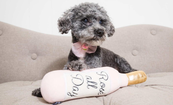 A grayish-black dog with a pink bowtie is pictured by a pillow that says “Rosé all Day.”