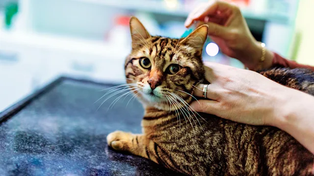 Revolution for Cats: Keep Fleas and Other Pests Away