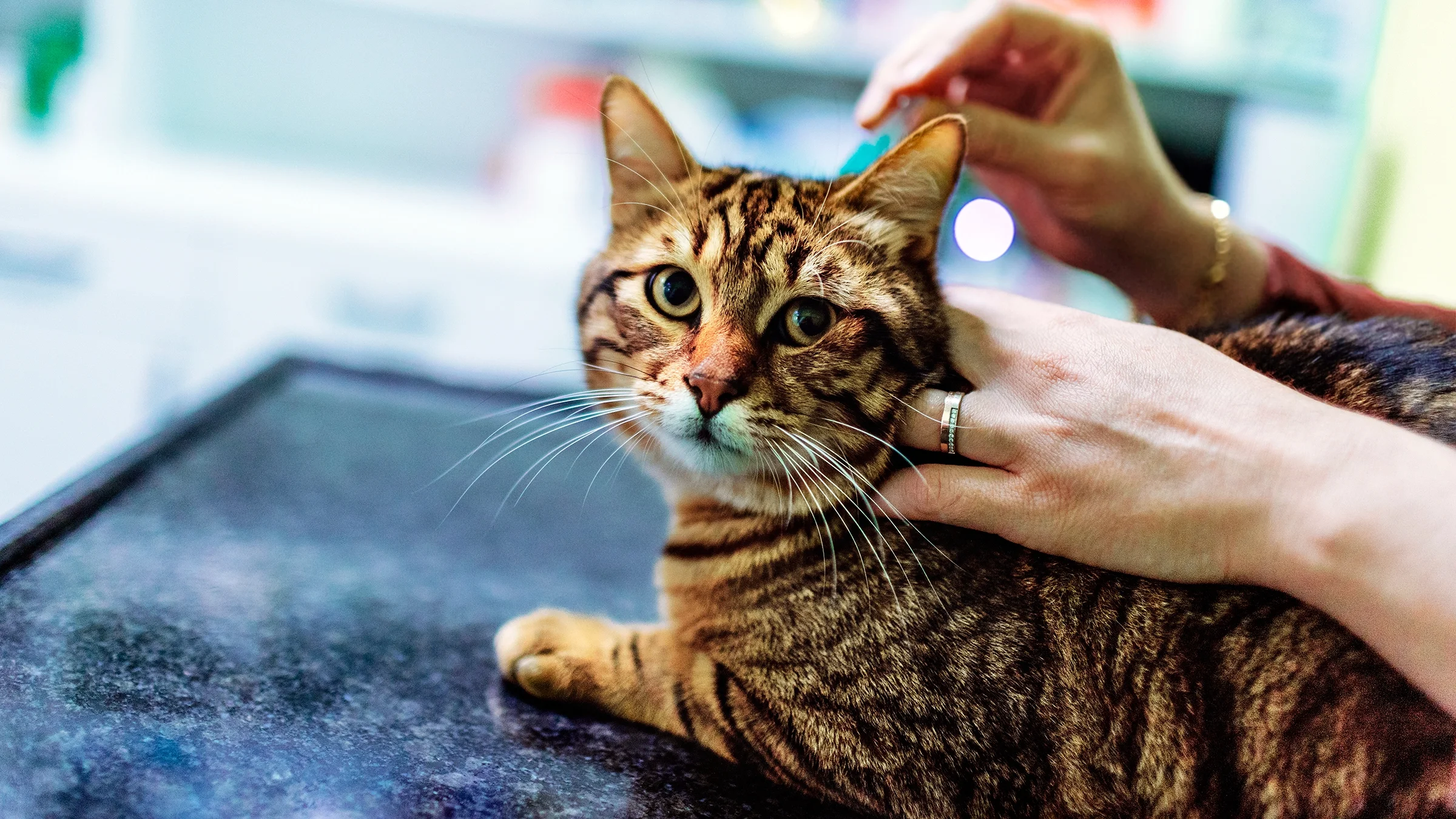 Close-up of an owner using antiflea drops to treat a cat.