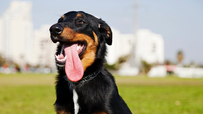 Dog panting outside at a park.