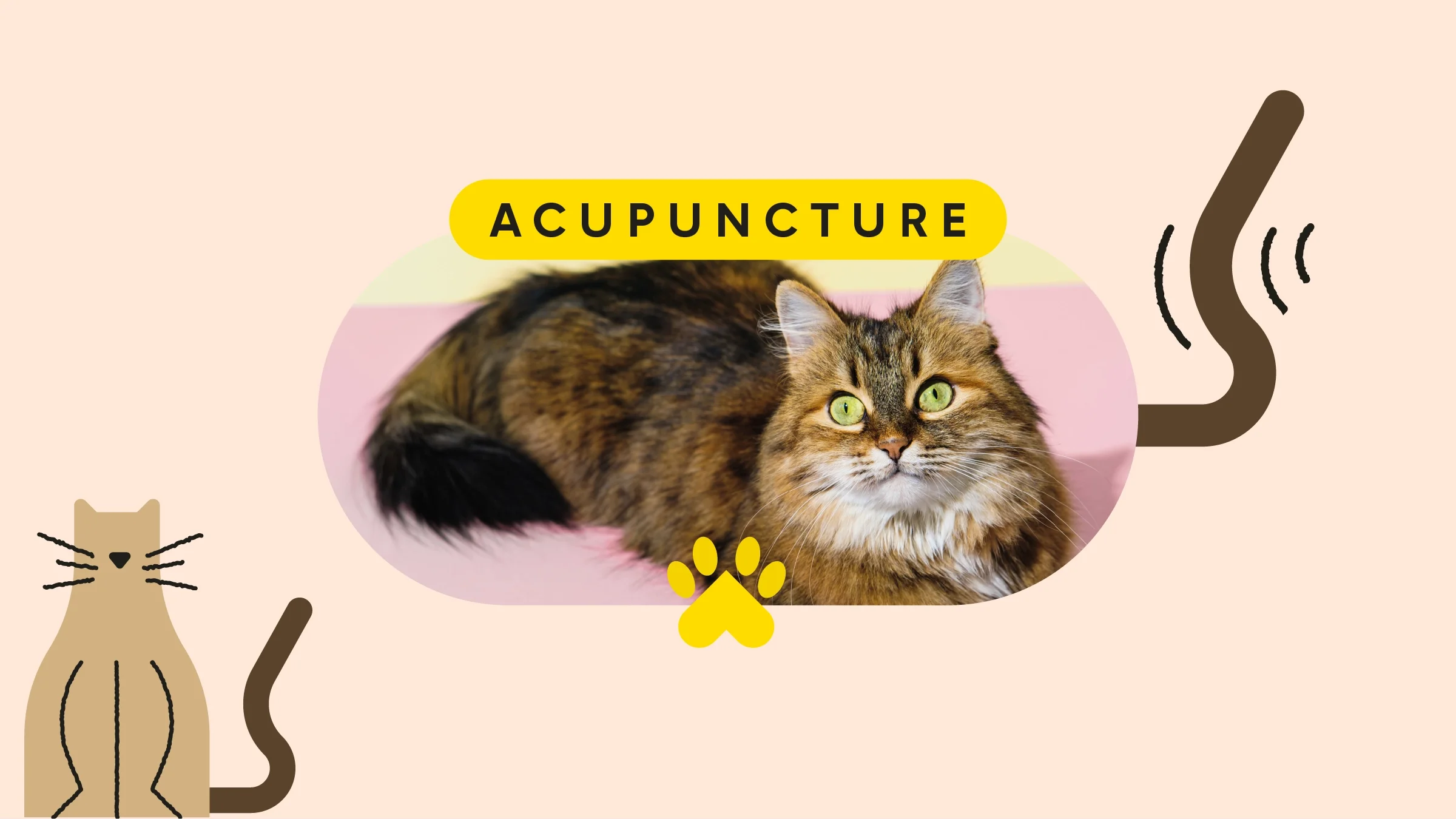 Tan background with a pill-shaped framed image of a long-haired brown cat. In the bottom-left corner is an illustrated brown cat. The text at the top reads: “Acupuncture.”
