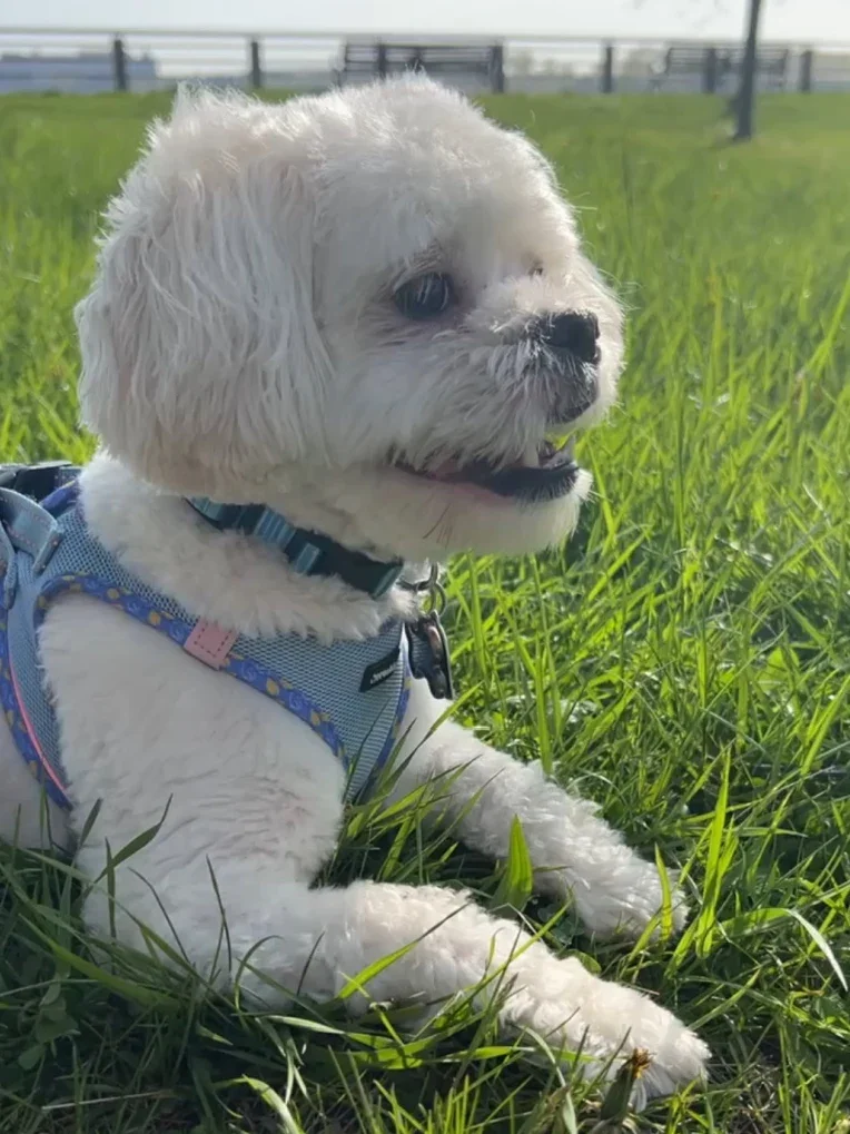 Nzinga Diop’s shih tzu-poodle mix, Marley, is pictured.