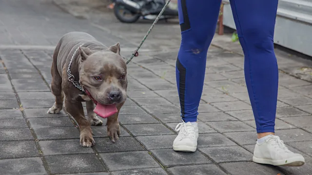 Dog: Temp: closeup woman walking her dog 1369153399