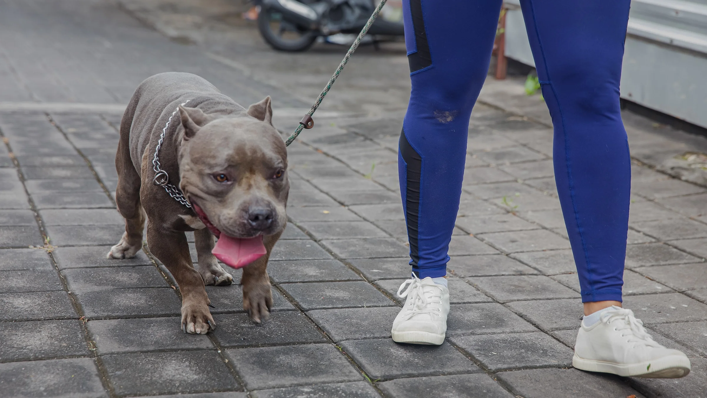Close-up shot of a woman walking her American bulldog on the street.