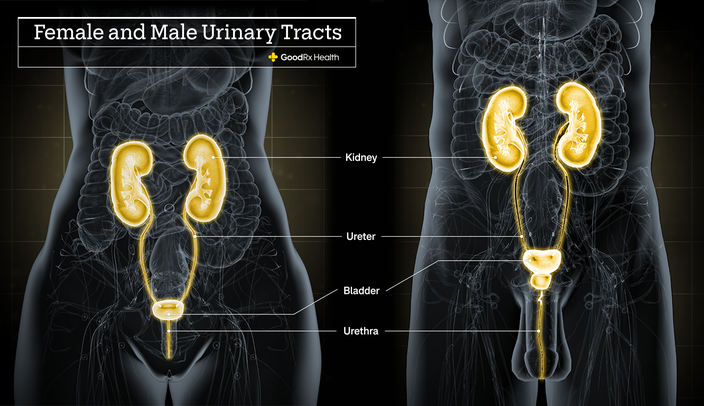 A 3D illustration of the female and male urinary tracts highlighting the kidney, ureter, bladder, and urethra. 