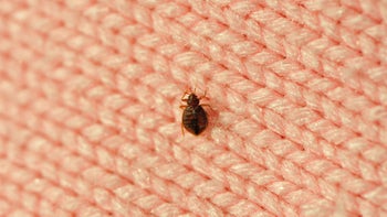 injuries: bedbug on pink wool 183382435