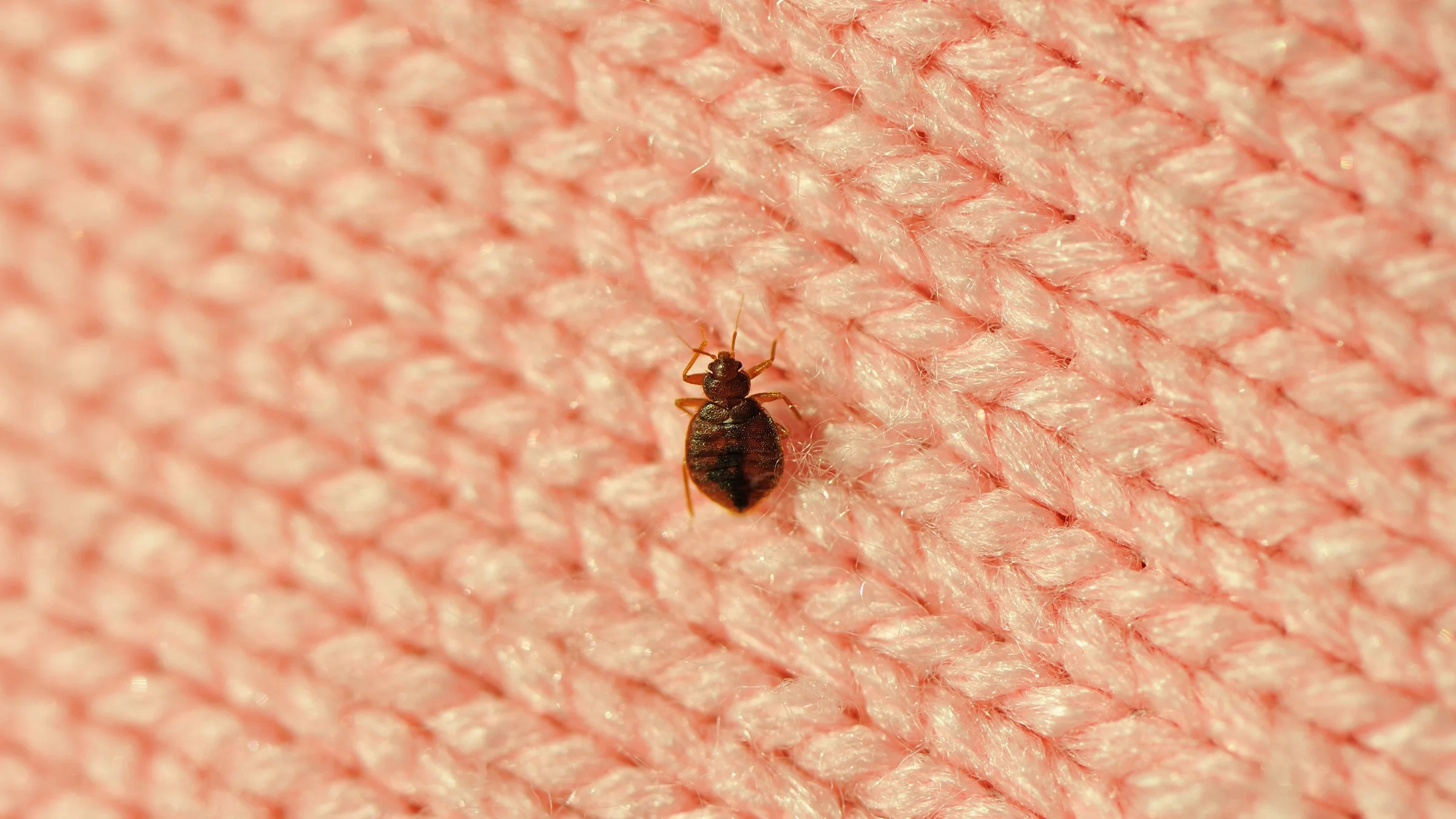 Bedbug on pink wool.