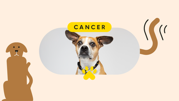 Patient Experience: pet care cancer pet featured image