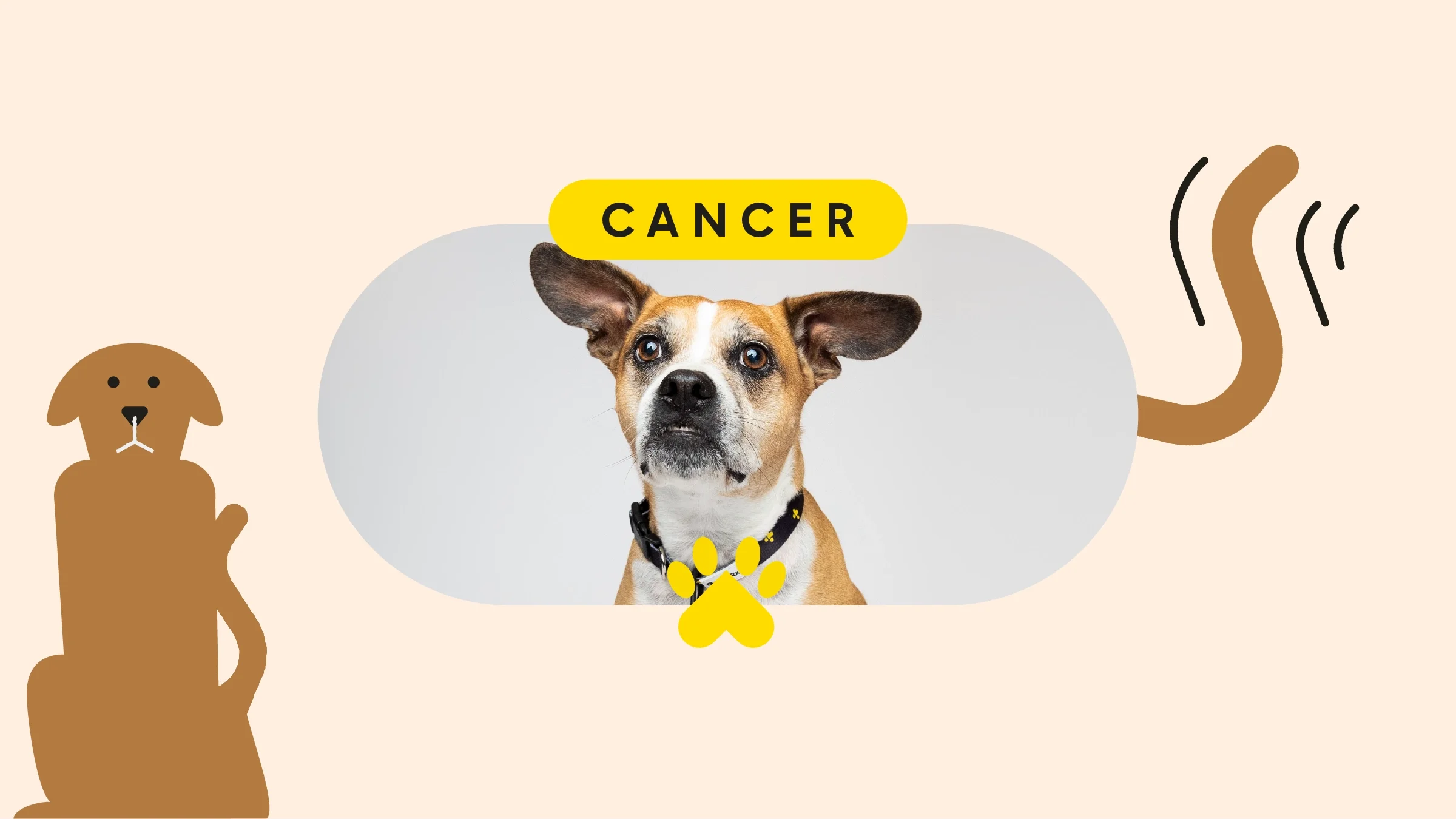 Tan background with a pill-shaped cropped image of a dog with large ears and an underbite. The text above the image reads “cancer.” On the left is an illustration of a brown dog,and there is an illustrated dog tail wagging behind the image.