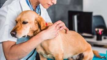 dog: vet examining dogs fur 807833922