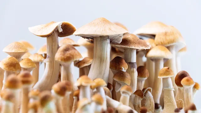 Health: Diet and nutrition: magic mushrooms-1289017175