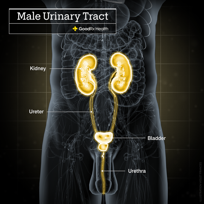 A 3D illustration of the male urinary tract highlighting the kidney, ureter, bladder, and urethra. 